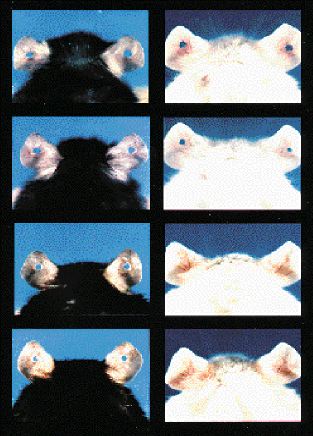 Ενα ορθοπεδικό θαύμα με… ουρές ποντικιών