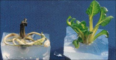 Γιατί φοβόμαστε τη βιοτεχνολογία