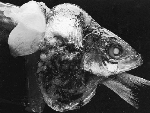 Η ασημένια σαρδέλα