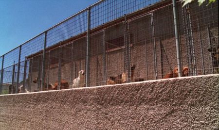 Στον εισαγγελέα 37χρονος που κατηγορείται ότι σκότωσε και έκαψε δύο σκυλιά