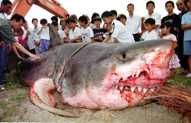 Δυτ. Αυστραλία: «Αφήστε μας να σκοτώσουμε τους λευκούς καρχαρίες» | tovima.gr