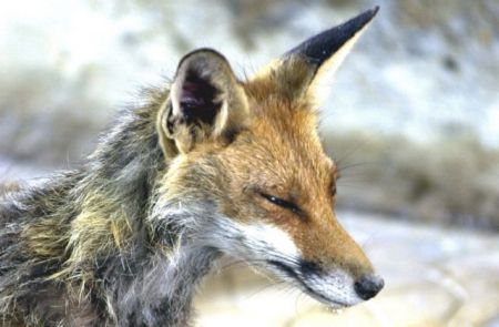 Από τον Οκτώβριο 2012 ως σήμερα 44 λυσσασμένες αλεπούδες