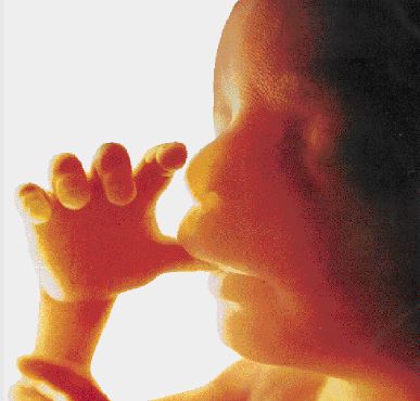 Το ανδρικό φύλο δημιουργήθηκε από… αεροπειρατεία