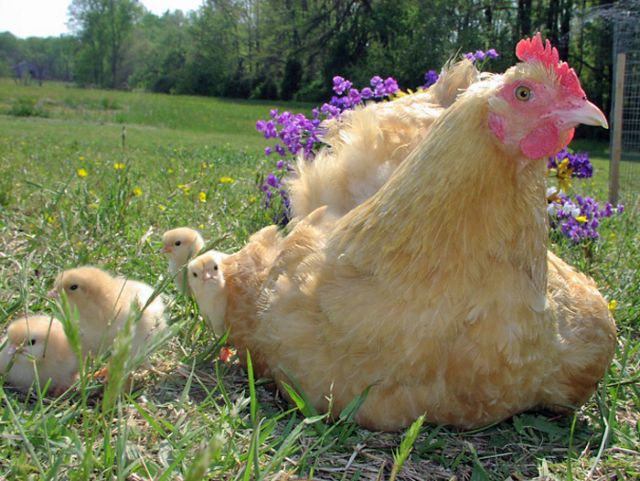 Μπορούν τα κοτόπουλα να θεραπεύσουν την κώφωση;