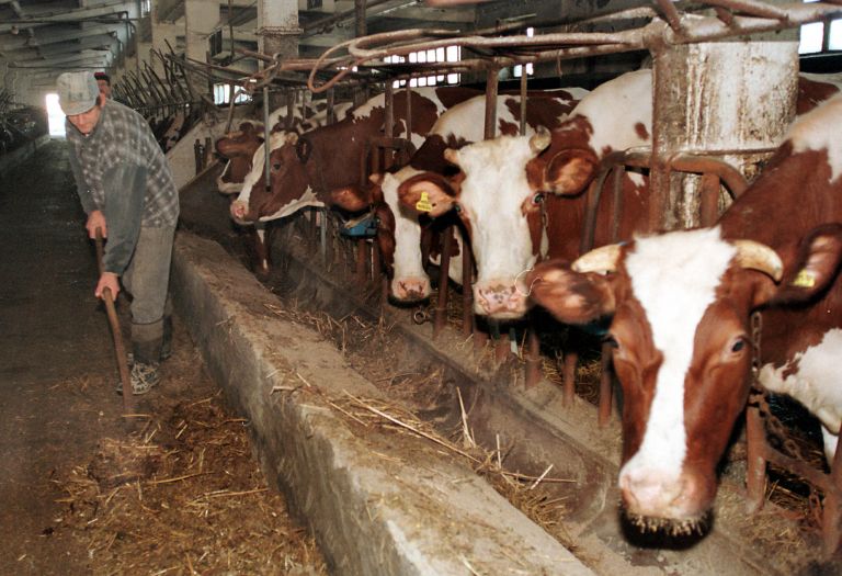 ICAP: Μικρές ετήσιες διακυμάνσεις στην αγορά ζωοτροφών | tovima.gr