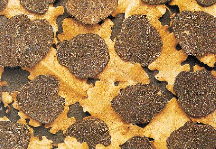 Τρούφα: το άνθος του καλού