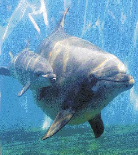 Ο μαγικός κόσμος των δελφινιών