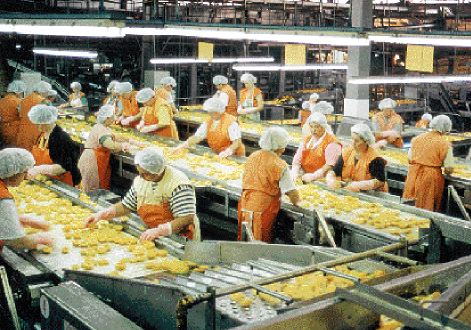 Τα ροδάκινα της φωτιάς