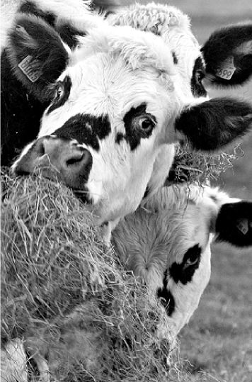 Στον κλοιό των «τρελών αγελάδων»