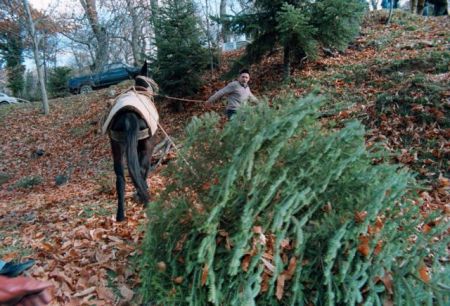 Άρχισε η υλοτομία των 151.728 χριστουγεννιάτικων δέντρων