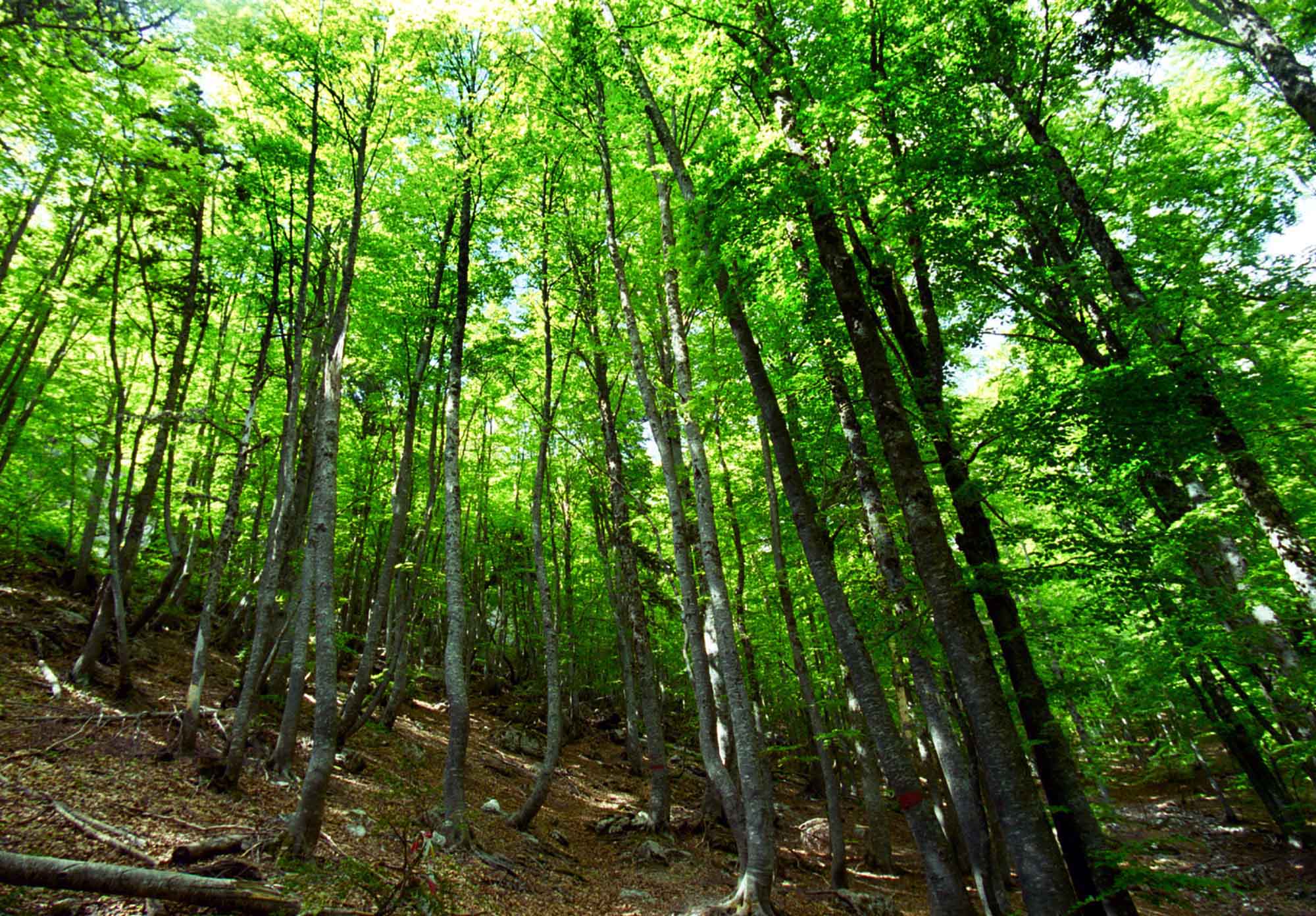 Ολο το νομοσχέδιο για δάση, οικοδομικούς συνεταιρισμούς και εγκαταλελειμμένους οικισμούς