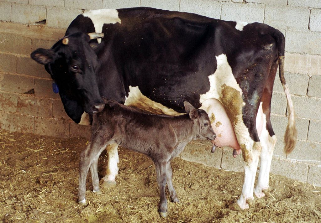 Στις πιο υψηλές η τιμή παραγωγού αγελαδινού γάλακτος της Ελλάδος