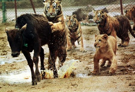 Σε 40 χρόνια ο άνθρωπος εξαφάνισε τα μισά άγρια ζώα του πλανήτη