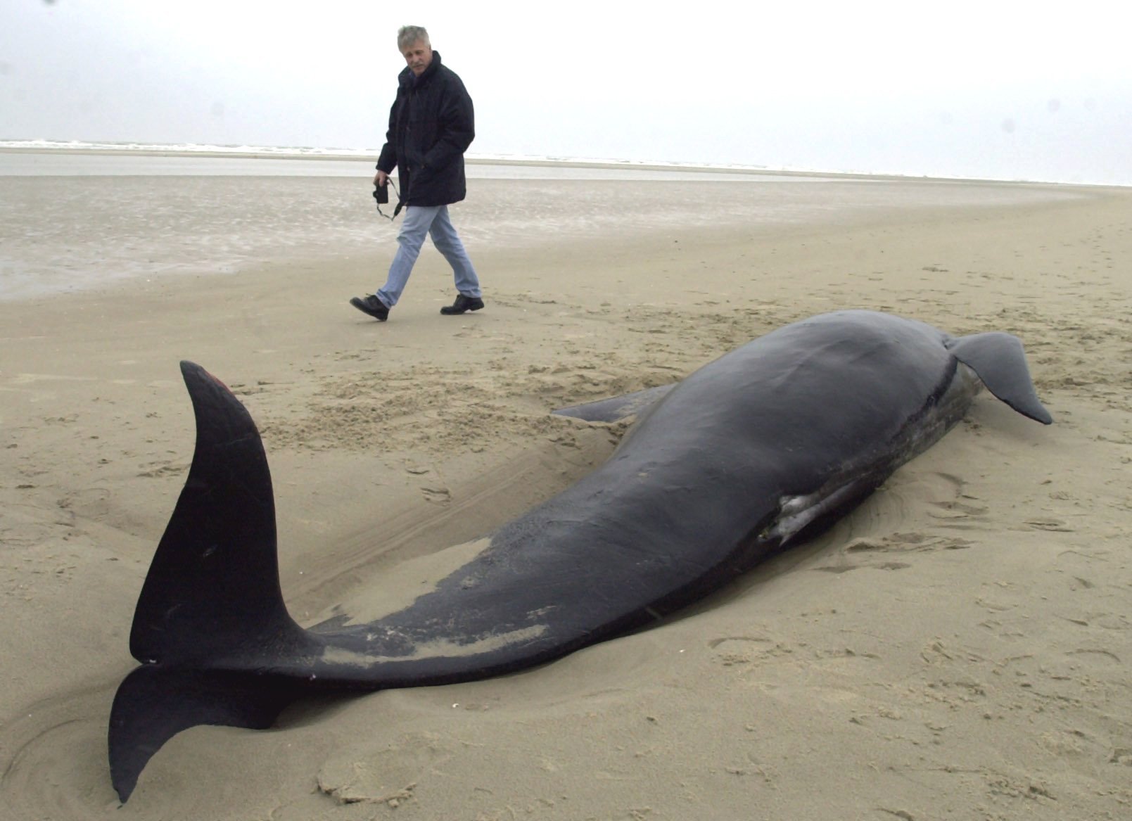 Νέα Ζηλανδία: Απειλούνται οι φάλαινες πιλότοι
