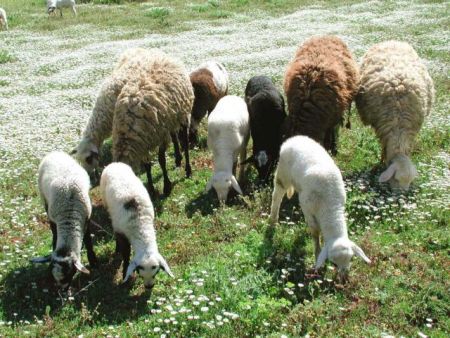 Επιτήδειοι στην αγορά θα έριχναν παράνομα 2.000 αμνοερίφια