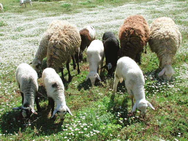 Επιτήδειοι στην αγορά θα έριχναν παράνομα 2.000 αμνοερίφια