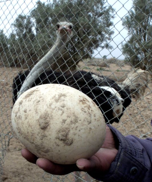Φυσικό αντηλιακό για τα πτηνά το τσόφλι