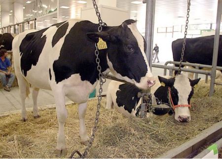 Οι «τρελές αγελάδες» επέστρεψαν: Δύο κρούσματα στη Λοκρίδα