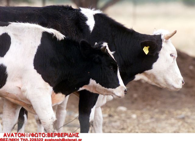 «Τρελές αγελάδες» Λοκρίδας και Γερμανίας | tovima.gr