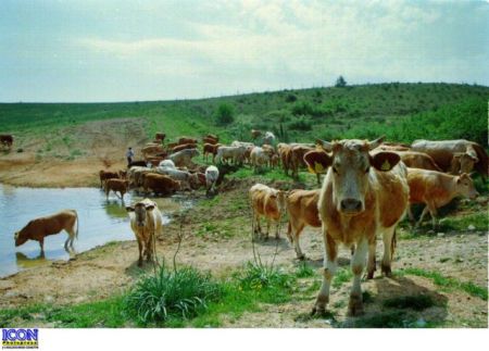 Συνήγορος Πολίτη: Σοβαρές ενστάσεις για το σχέδιο νόµου «Βοσκήσιµες Γαίες»