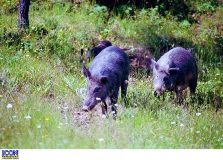 Ανησυχία στα ορεινά χωριά της Θεσπρωτίας από τα αγριογούρουνα
