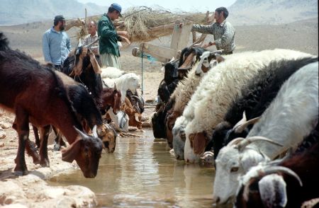 Κτηνοτρόφοι: Ζητούν ενίσχυση €250 εκατ. στο πλαίσιο της νέας ΚΑΠ