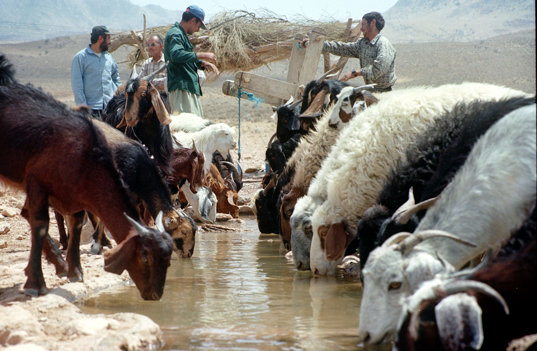 Κτηνοτρόφοι: Ζητούν ενίσχυση €250 εκατ. στο πλαίσιο της νέας ΚΑΠ