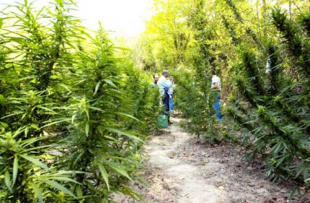 Σπάρτη: Εντοπίστηκε φυτεία με δεκάδες δενδρύλλια κάνναβης