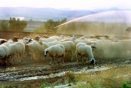Επιπλέον οικονομική ενίσχυση 4,5 εκατ. ευρώ σε κτηνοτρόφους