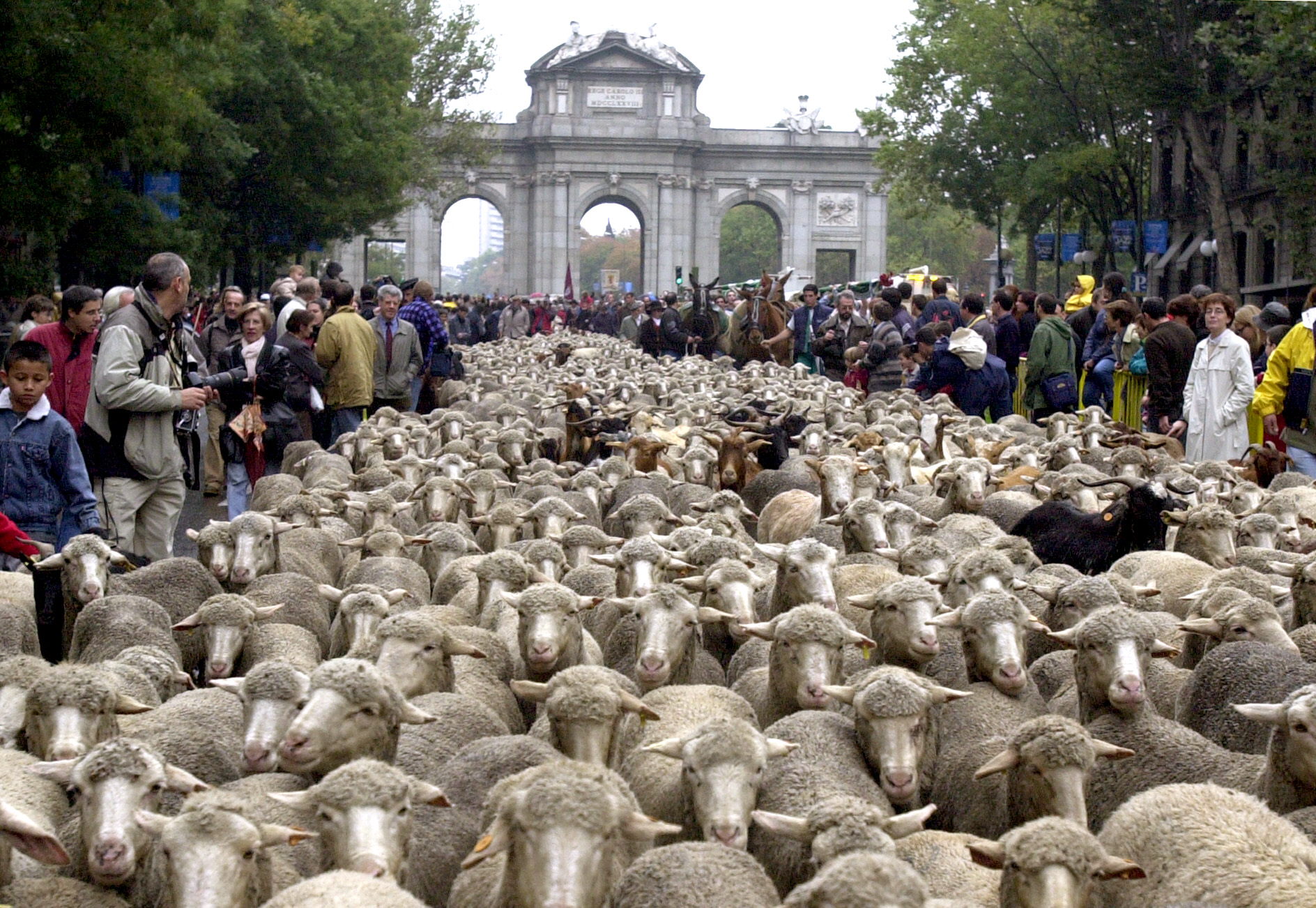 Περισσότερα από 2.000 πρόβατα κατέβασαν κτηνοτρόφοι στη Μαδρίτη
