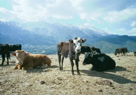 Ενισχύσεις 32,2 εκατ. ευρώ για γεωργούς και κτηνοτρόφους