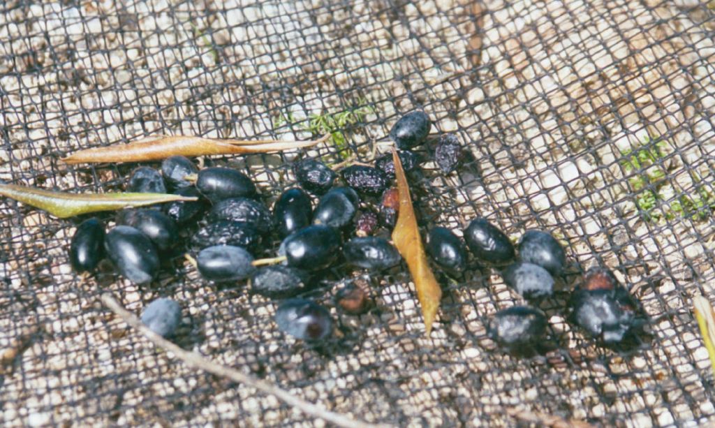 2η Μεγάρων Γη στο Σύνταγμα 17-19 Μαρτίου