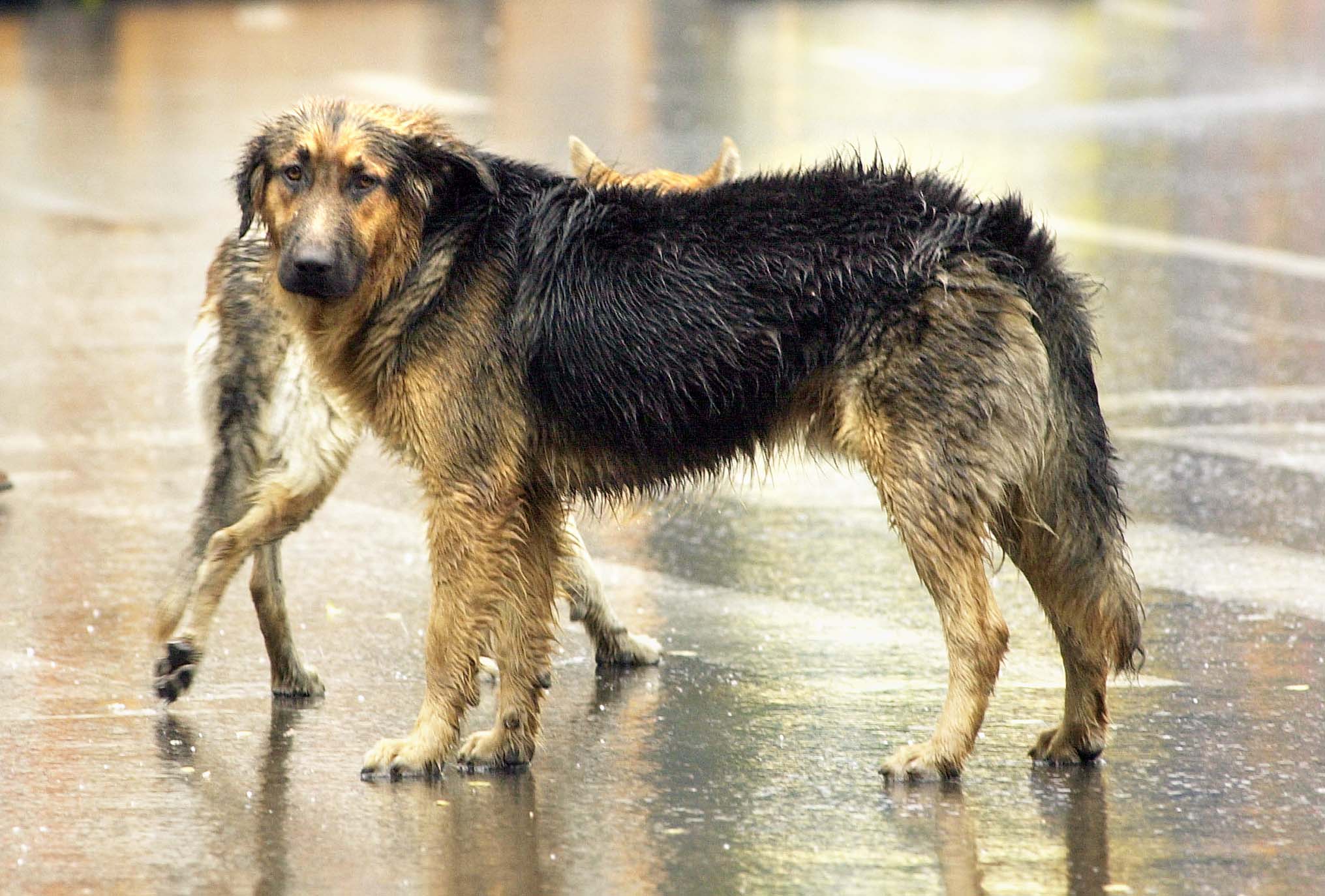 Ανησυχία προκαλεί κρούσμα λύσσας σε σκύλο στην Ελασσόνα