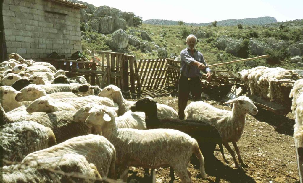 Σε στάβλο στο Κορωπί οι έρευνες για τη δράση του Αφγανού με τα εκρηκτικά