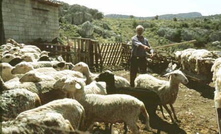 Σε στάβλο στο Κορωπί οι έρευνες για τη δράση του Αφγανού με τα εκρηκτικά