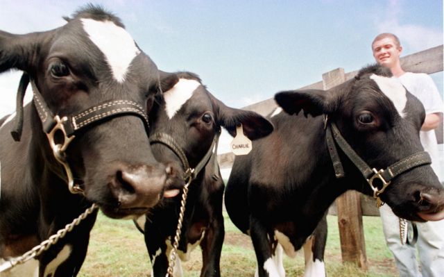 Dairy farmers warn MPs to vote against milk deregulation