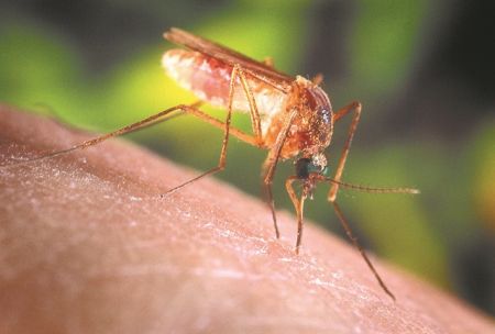 Επί… ποδός για τη γραμμή άμυνας των κουνουπιών