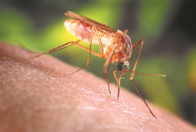 Επί… ποδός για τη γραμμή άμυνας των κουνουπιών