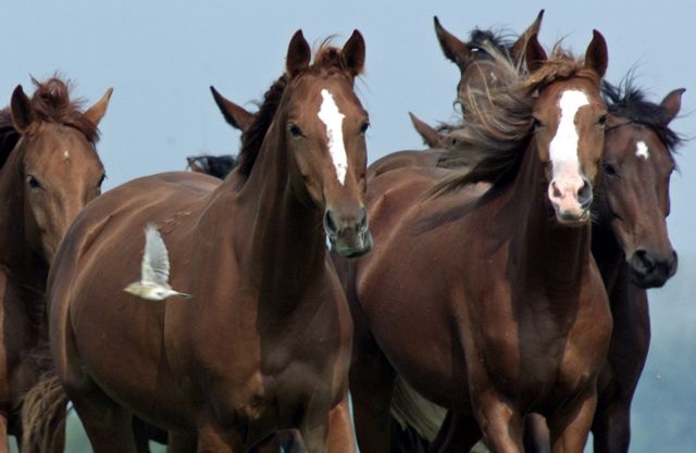 Τα λιβάδια μεταμόρφωσαν τα άλογα