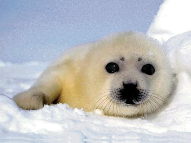 Μειώνονται οι φώκιες της Γροιλανδίας εξαιτίας της τήξης των πάγων