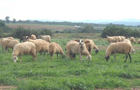 Καλπάζει ο καταρροϊκός πυρετός των προβάτων