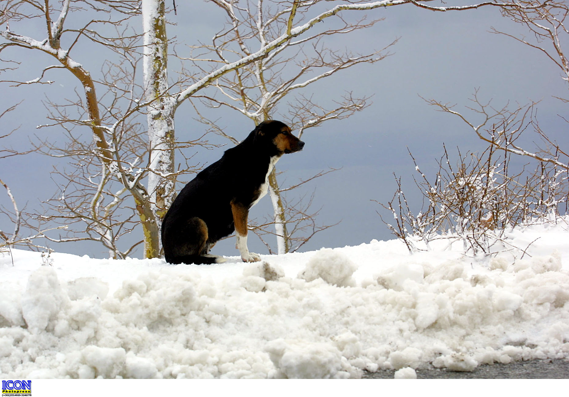 Έπεσαν οι πρώτες νιφάδες χιονιού σε Πήλιο και Χορτιάτη