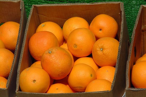 Authorities seize 17.5 tons of oranges for lack of labeling