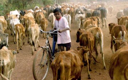 Ινδία: Βάφουν τα κέρατα των αγελάδων φωσφοριζέ για να μειώσουν τα τροχαία