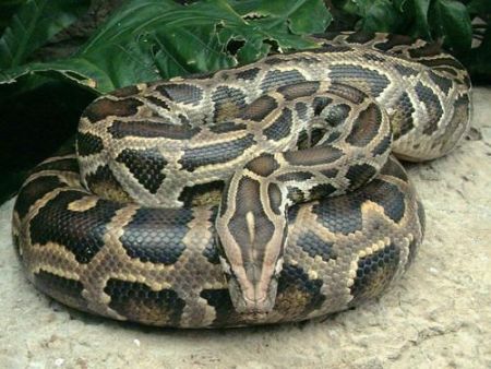 Δύσκολο να ξεσπιτώσεις έναν πύθωνα Βιρμανίας