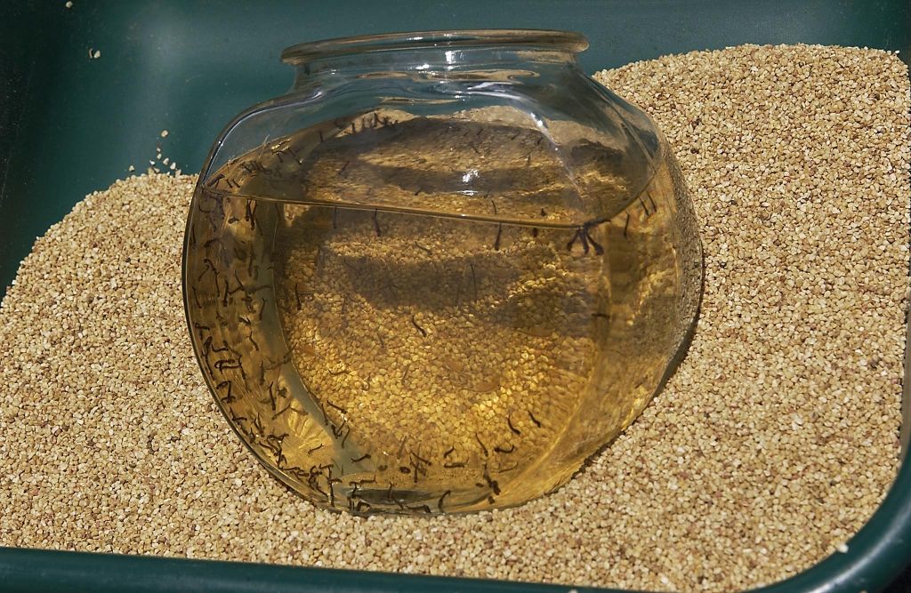 Εφτά τα κρούσματα του ιού του Δυτικού Νείλου στην Ελλάδα