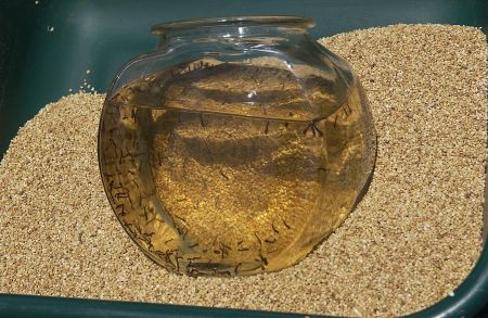 Εφτά τα κρούσματα του ιού του Δυτικού Νείλου στην Ελλάδα