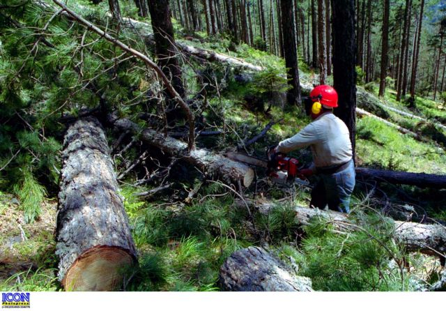 Illegal logging threatens the forests in Northern Greece
