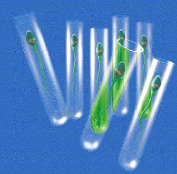 «Παιδιά του σωλήνα» 25 χρόνια μετά…