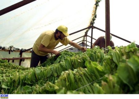 «Φιλί της ζωής» στους καπνοπαραγωγούς